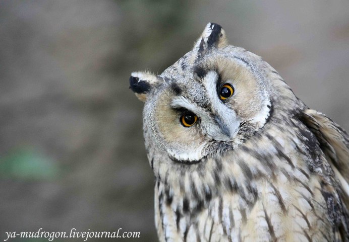 Очень красивая Сова