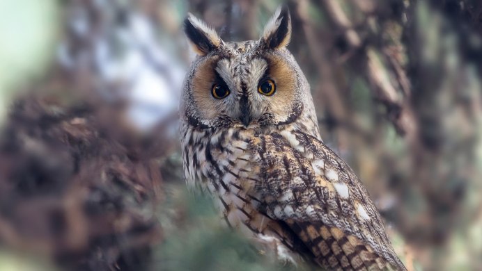 Европейский Филин