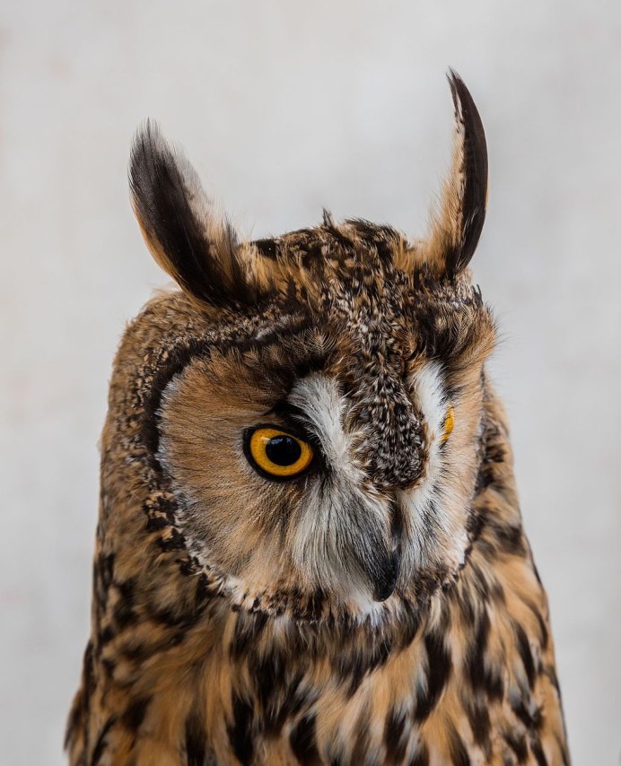 Ушастая Сова