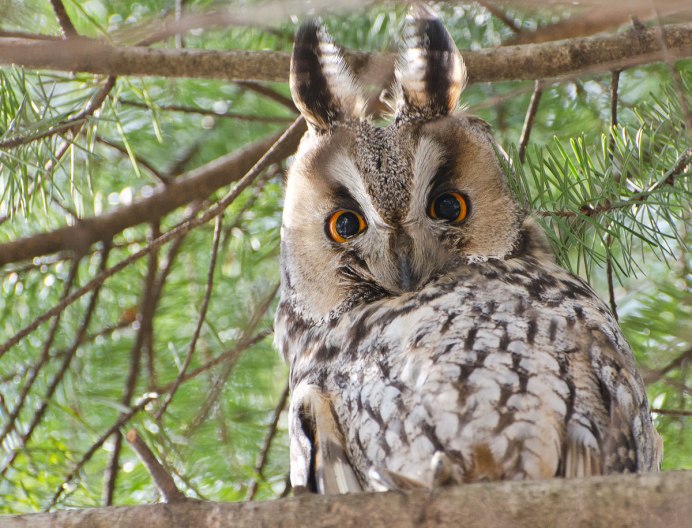 Сова с человеческим лицом