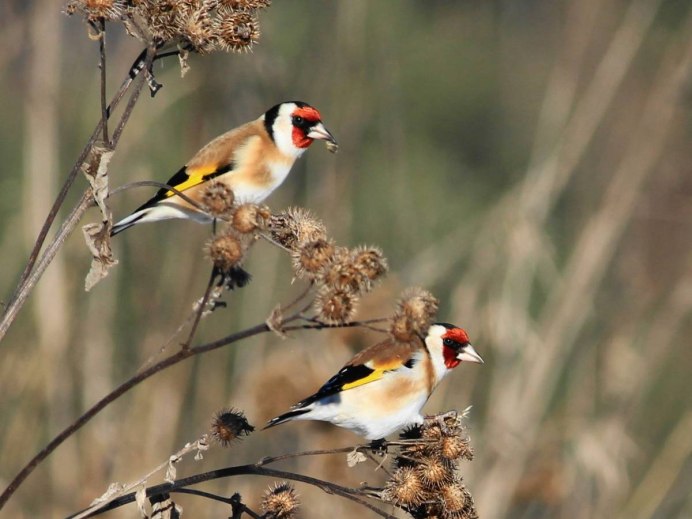 Сойка Северная