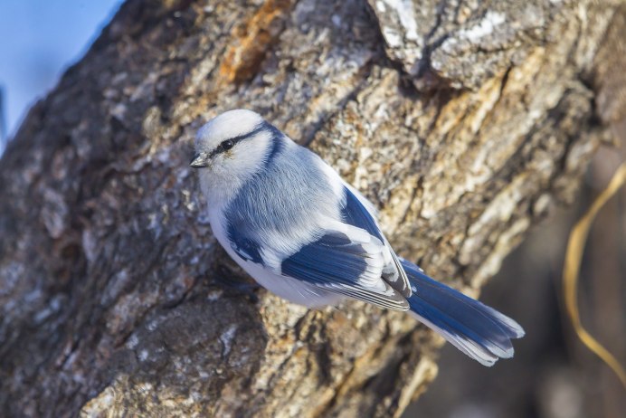 Щегол обыкновенный