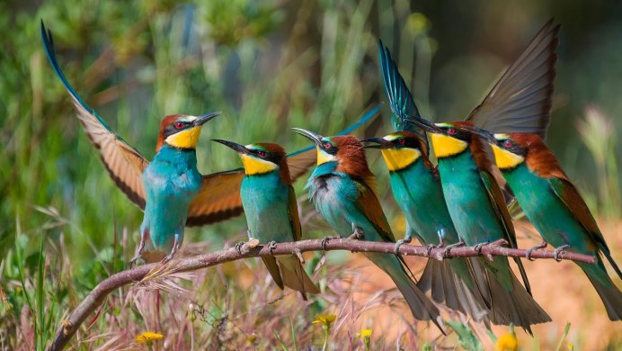 Белохвостая Зарянка