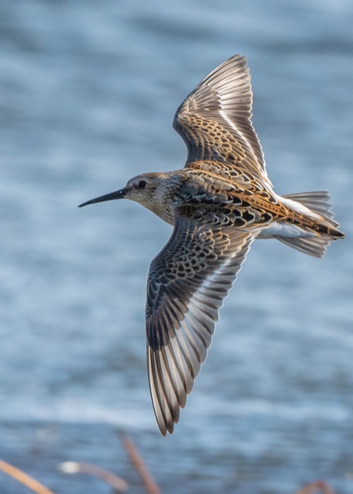 Коноплянка – Acanthis cannabina l.