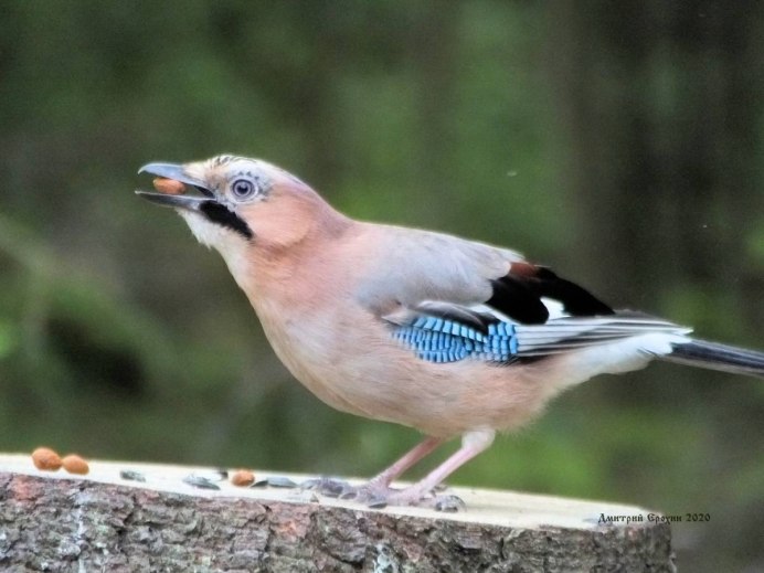 Дрозд свиристель Крымский