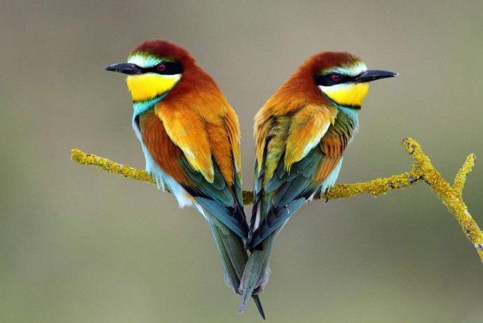 Птица усатая синица