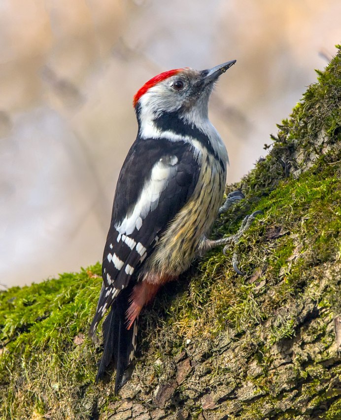 Зяблик (fringilla COELEBS)