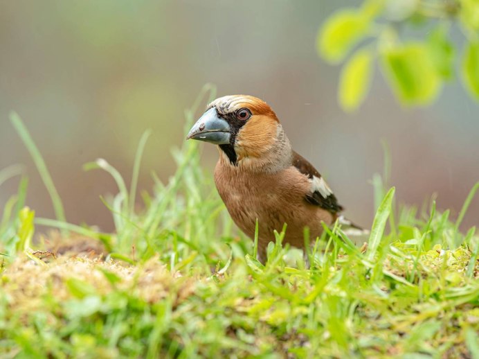 Турухтан (Philomachus pugnax)