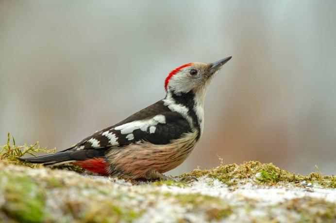 Обыкновенная пустельга птенец