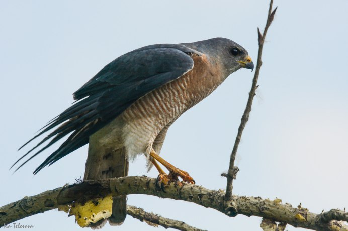 Европейский Робин птица