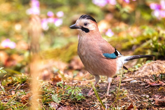 Европейский тювик Accipiter brevipes