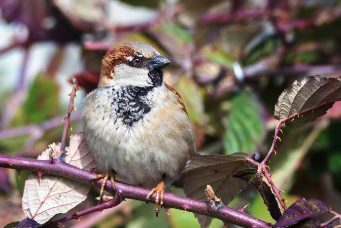 Обыкновенная зеленушка