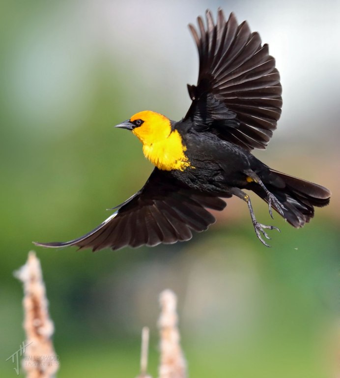 Отряд Воробьинообразные Сойка