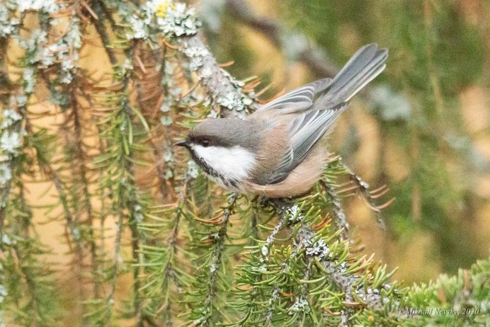 Сойка птица фото Краснодарского края