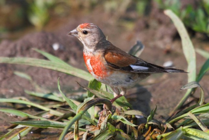 Черноголовый щегол птица