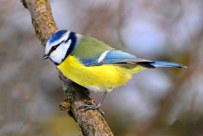 Золотистая щурка merops apiaster