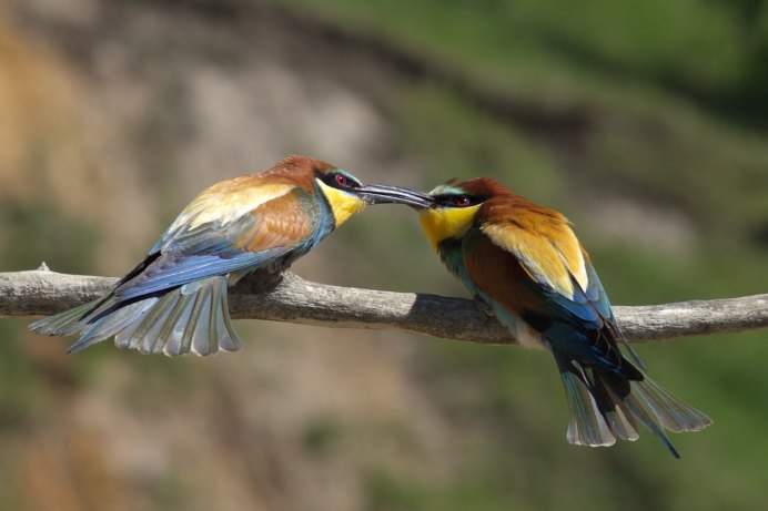 Певчий Дрозд рябинник