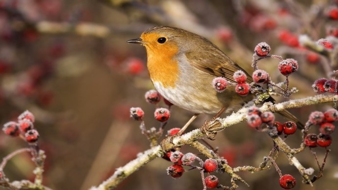 Славка Садовая птица