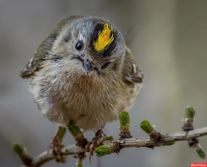Большой пестрый дятел птенец
