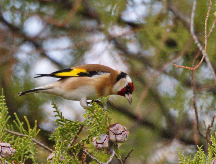 Чернозобик Calidris Alpina