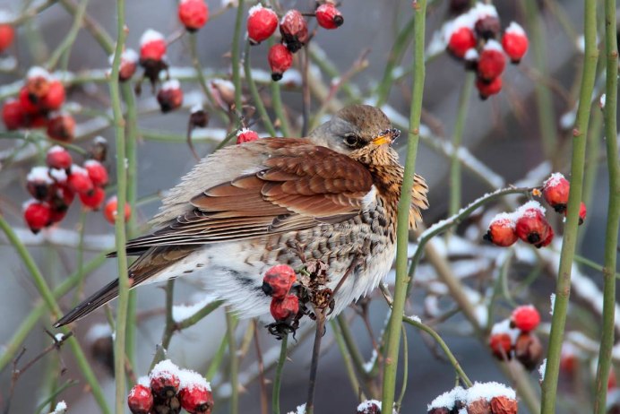 Овсянка обыкновенная птица