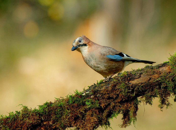 Дубонос coccothraustes coccothraustes