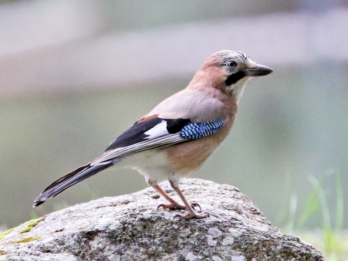 Дубонос coccothraustes coccothraustes