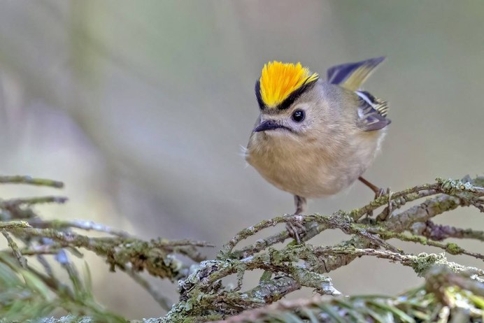 Буроголовый поползень
