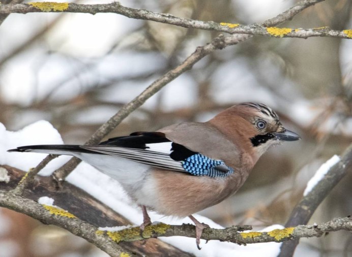 Азорский Снегирь