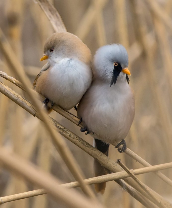 Птицы Подмосковья Сойка