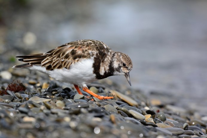 Шпак скворец