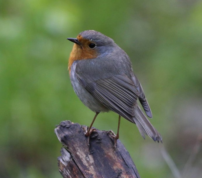 Красивые европейские птицы