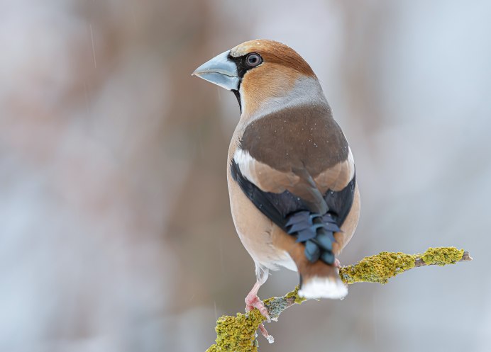Ракша сизоворонка