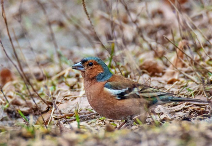 Усатая синица красная книга