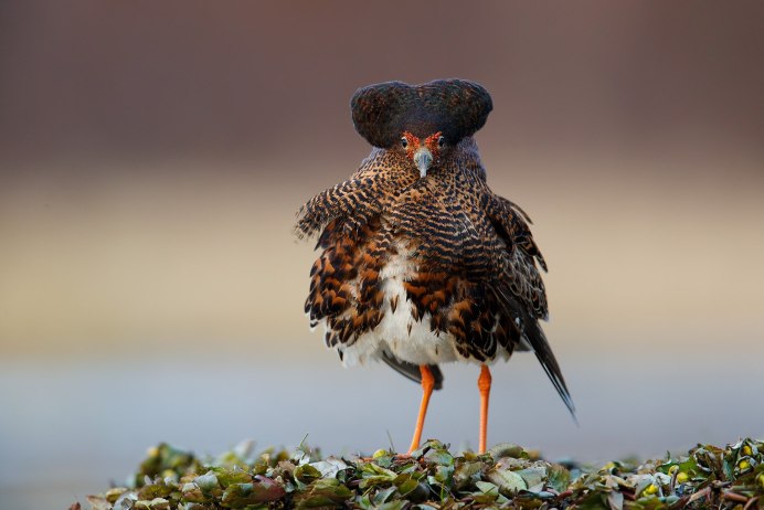 Глухарь (Tetrao urogallus)