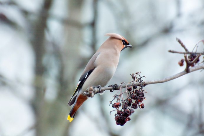 Свиристель обыкновенный (Bombycilla garrulus)