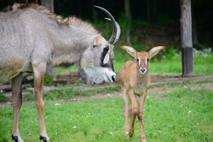 Hippotragus Leucophaeus