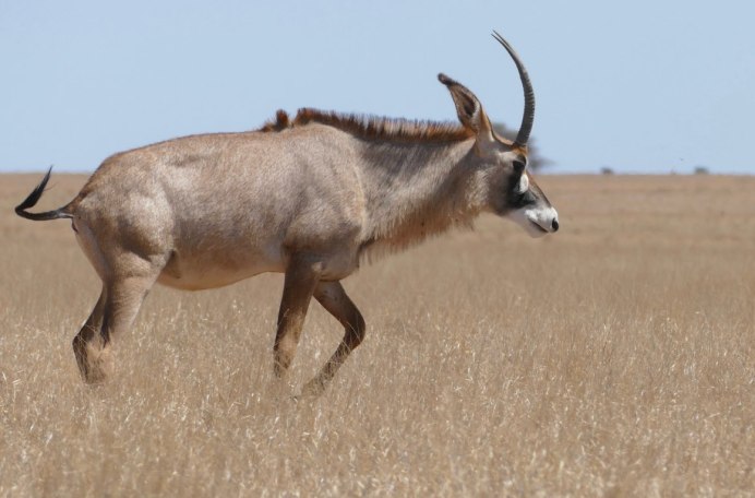 Hippotragus equinus