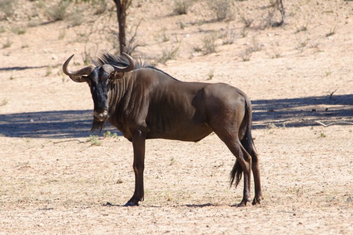 Roan Antelope