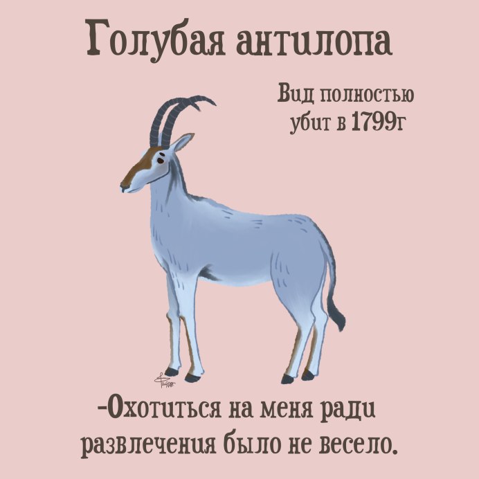 Голубая антилопа фото