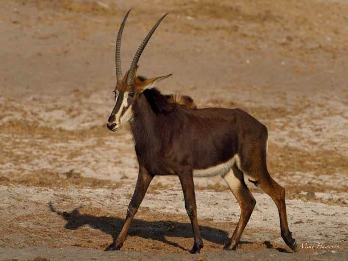 Roan Antelope