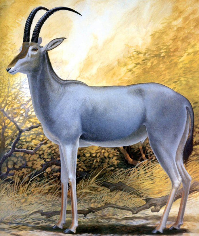 Hippotragus Leucophaeus
