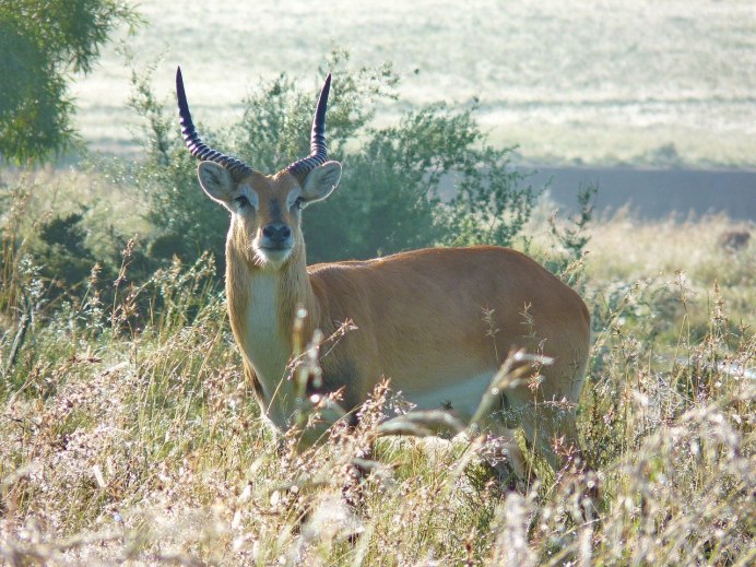 Oryx dammah