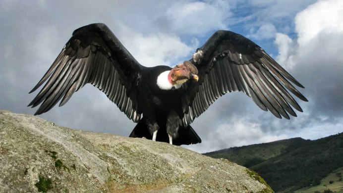 Орел Беркут