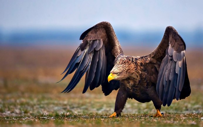Птицы Южной Америки Гарпия