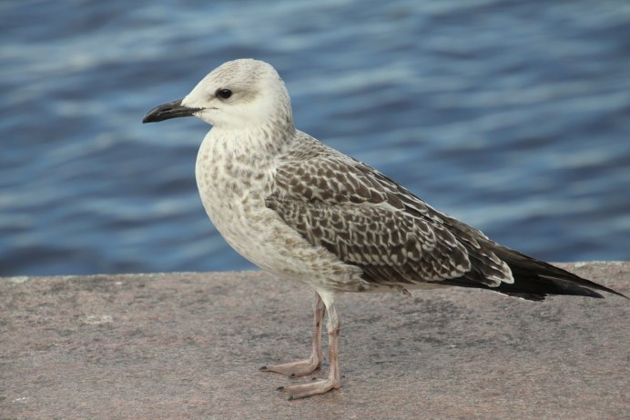 Чайка серая Рябая пестрая