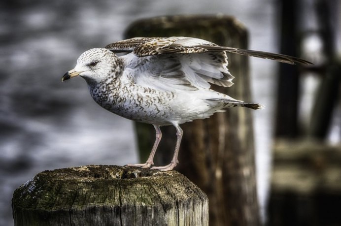 Серебристая Чайка слеток