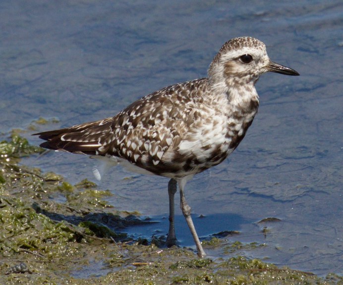 Серебристая Чайка хохотунья