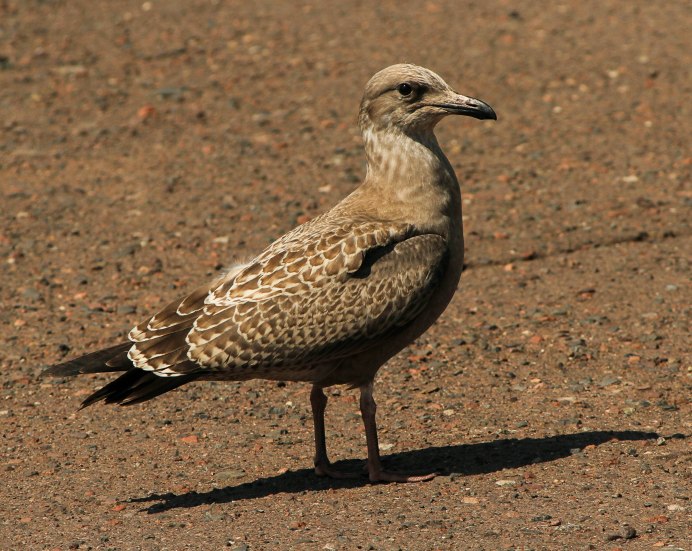 Черноморское побережье Баклан Чайка