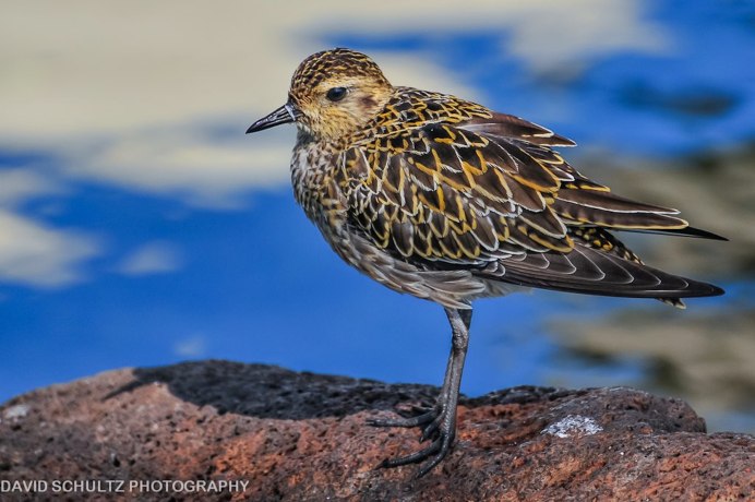 Чайка коричневая пестрая